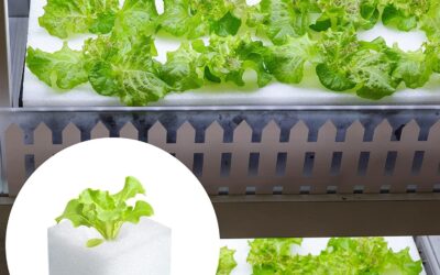 XIDAJIE 600 Pcs Hydroponic Sponges Review