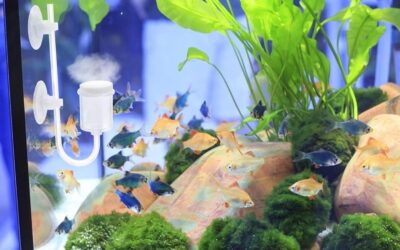 Ipetboom Fish Tank Refiner Review