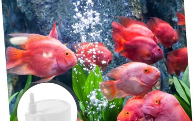 BESPORTBLE Stone Inflatable Fish Tank Review