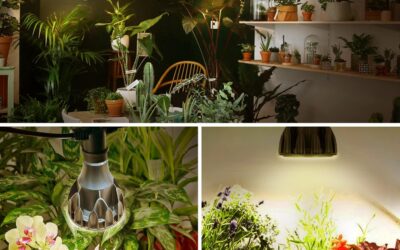 Briignite Grow Light Bulbs Review