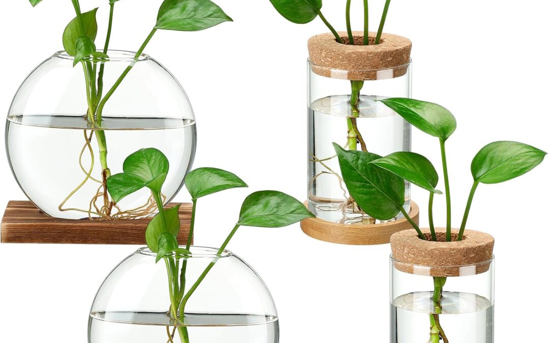 Layhit Plant Terrarium Vase Review