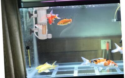 Happyyami 2pcs Aquarium Diffuser Review