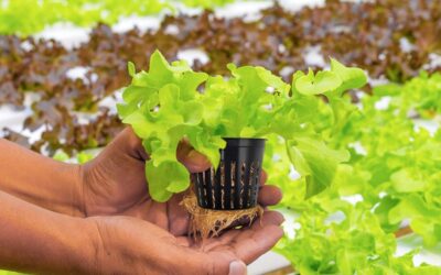 ZeeDix 2 Inch Garden Slotted Mesh Net Cups Review